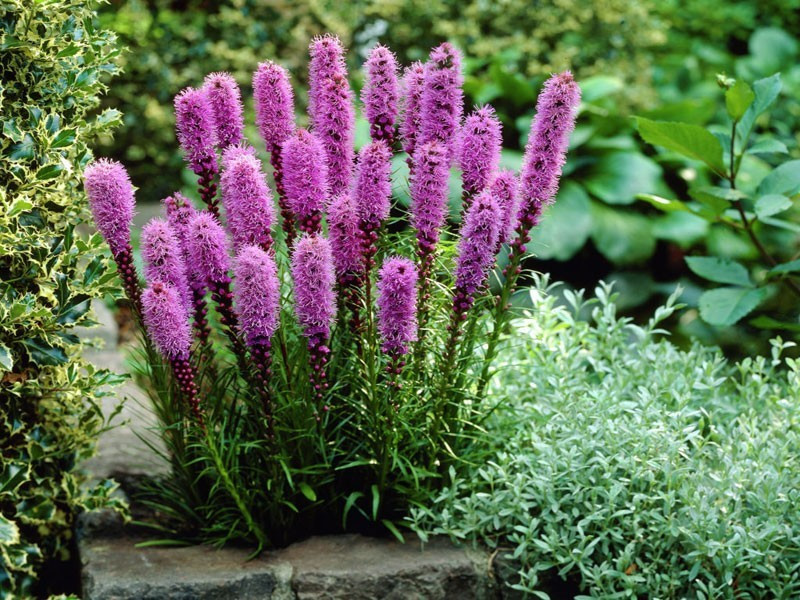 Многолетники купить саженцы из питомника {2}
